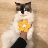 小离