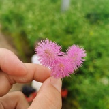 杏子的姐姐