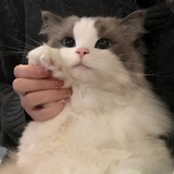 珊竹33