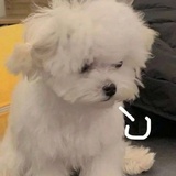 汁汁椰