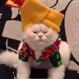 大肥脸小眼睛👀