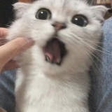 流泪猫猫头