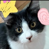 tacocat