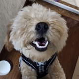 美人舔狗