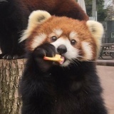 单眼皮潘达