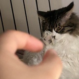 脳部運動