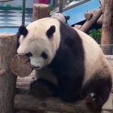 春天樱樱发