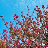 黄七岁