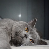 小叮当是只猫LYL