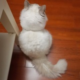 是飞鱼啊