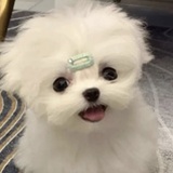 酥脆蛋卷子