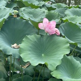 一格格