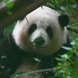 一叶之舟