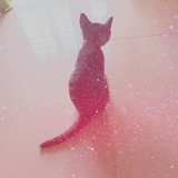 喵喵喵