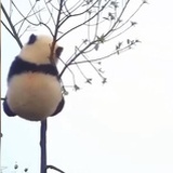 巧克努力