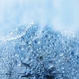 珂雪