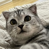 月月月钺钺
