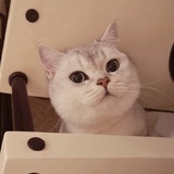 Miaaa