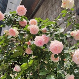 安琪的苹果不甜
