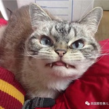 小河马