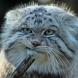 留尼汪孤猫عمر