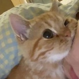 糖炒板栗香