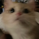 猫活得比我久