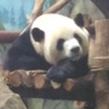 大熊貓胖胖