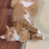 猫咪3277