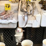 原💜