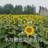 匿名小饼干
