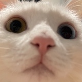 猪猪晒奶