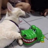 小西瓜