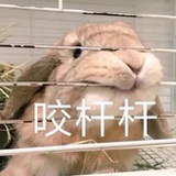 Mme Lapin