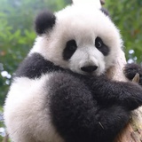 阿深