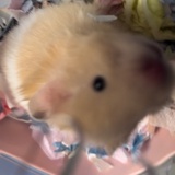 可可球大人