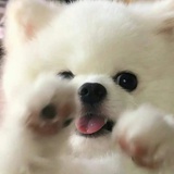糕糕
