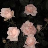 红拂夜奔