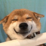 骑鱼的猫