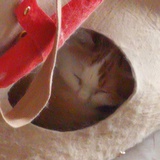 老猪