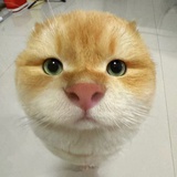 梦见百万雄兵