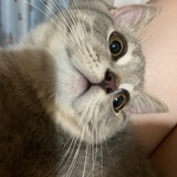 不想吃蔬菜