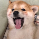 阿拉斯加