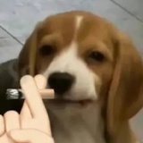 翡冷翠小狗