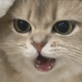 许愿每天瘦一点