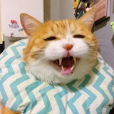 猫日的jio🍯