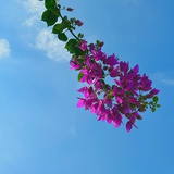 R小恒星