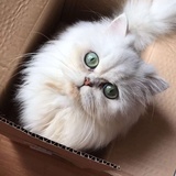 毛毛西