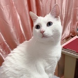 小鑫