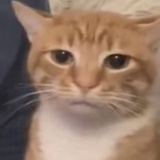 有杏宁脑西搭牢